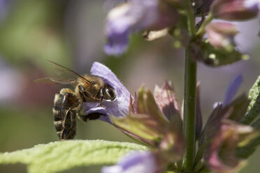 Futtersuchende Biene auf einer Blüte - SABF000049