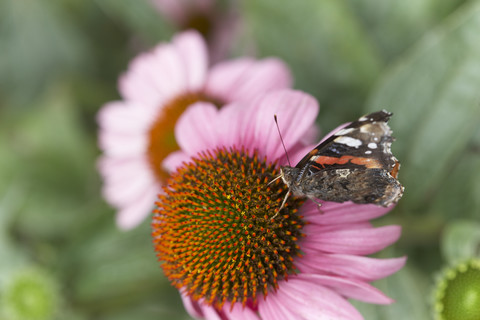 Schmetterling auf der Blüte eines Sonnenhutes, lizenzfreies Stockfoto