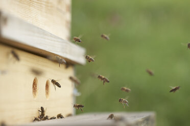 Bienen im Anflug auf den Bienenstock - SABF000056