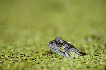 Wasserfrosch in Wasserlinsen im Wasser - MJOF001149