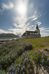 Island, Borgarnes, Lupinen vor der Kirche - PAF001707