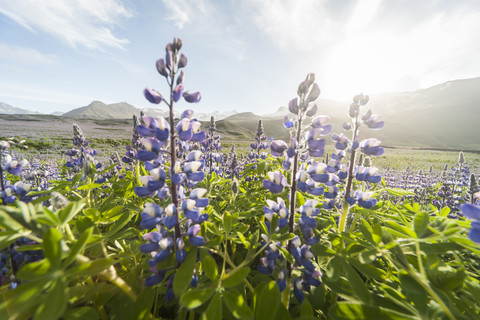 Island, Lupinen im Gegenlicht, lizenzfreies Stockfoto
