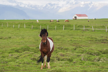 Iceland, Icelandic horse on paddock with volcano Eyjafjallajokull in background - PAF001720