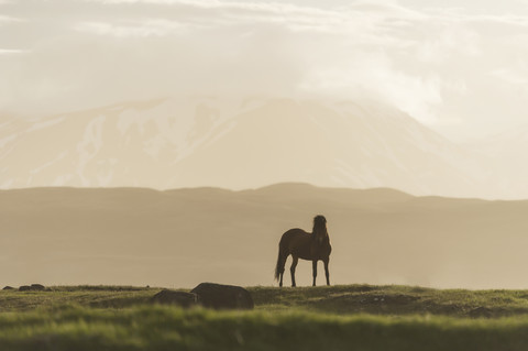 Island, Islandpferd auf Wiese mit Vulkanen im Hintergrund, lizenzfreies Stockfoto