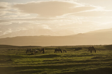 Iceland, Icelandic horses on meadow with volcanoes in background - PAF001722