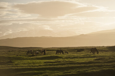 Island, Islandpferde auf einer Wiese mit Vulkanen im Hintergrund - PAF001722