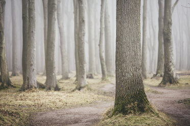 Germany, Nienhagen, Gespensterwald - ASCF000527