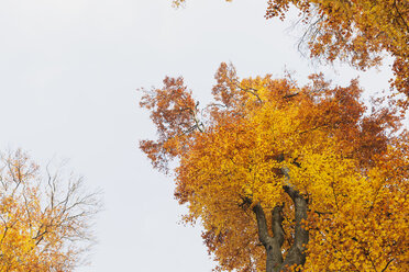 Beech trees in autumn colours - GWF004646