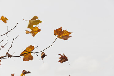 Autumn leaves flying in the wind - GWF004647