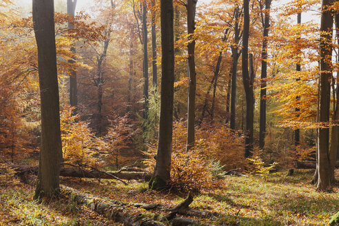 Deutschland, Rheinland-Pfalz, Dunst und Sonnenschein im herbstlichen Pfälzerwald - GWF004649