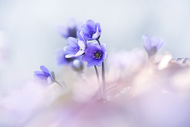 Liverworts flower, Hepatica nobilis - BSTF000103