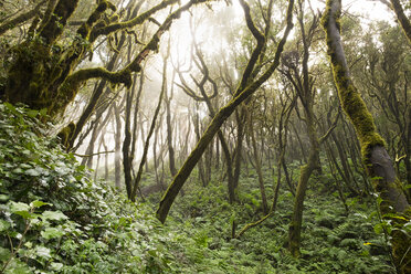 Spanien, Kanarische Inseln, La Gomera, Nebelwald, Lorbeerwald - SIEF006993