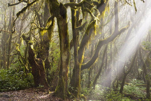 Spanien, Kanarische Inseln, La Gomera, Nebelwald, Lorbeerwald - SIEF006994