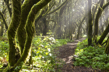 Spain, Canary Islands, La Gomera, Cloud forest, Laurel forest, path - SIEF006995