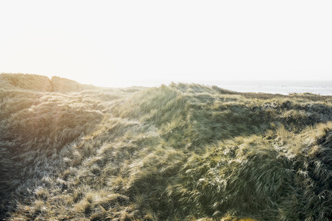 Dänemark, Henne Strand, Dünenlandschaft, lizenzfreies Stockfoto