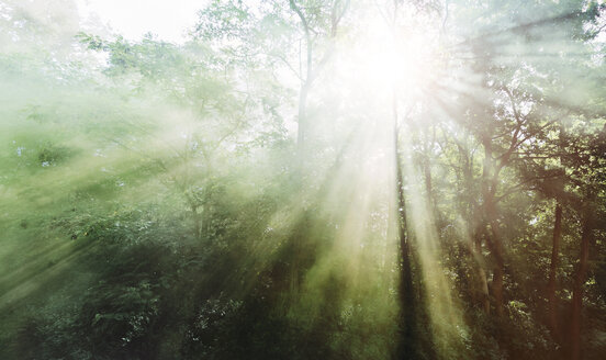 Germany, Sunrays in foggy forest - BMA000215