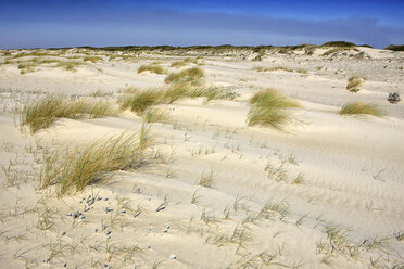 Portugal, Naturschutzgebiet Dünen von Sao Jacinto - DSGF001125