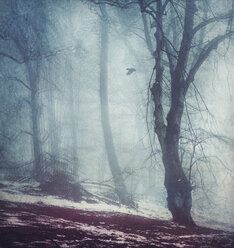 Forest on a foggy winter's day - DWIF000709