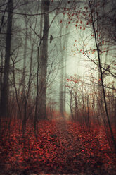 Waldweg mit Herbstlaub - DWIF000710