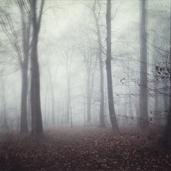 Winter forest on a foggy day - DWI000712
