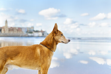 Spanien, Gijon, Hund steht am Strand und beobachtet etwas - MGOF001599