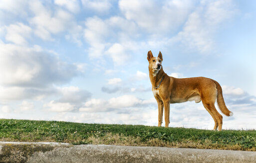 Hund steht auf einer Wiese und beobachtet etwas - MGOF001614