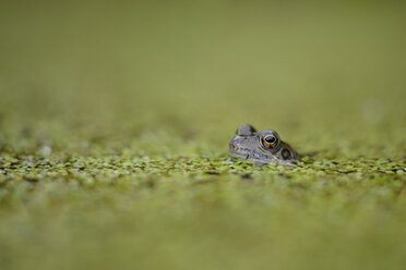 Common frog in between duckweed in a pond - MJOF001151