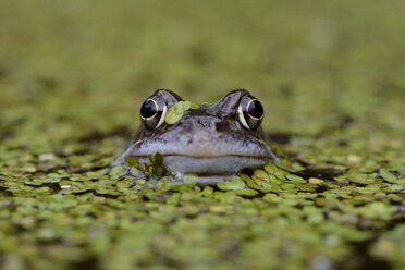 Porträt eines Wasserfroschs zwischen Wasserlinsen in einem Teich - MJOF001152