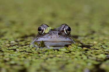 Portrait of Common frog in between duckweed in a pond - MJOF001152