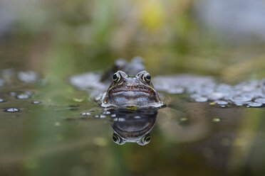 Porträt eines Frosches in einem Teich - MJOF001153