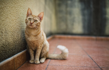 Katze sitzt auf einer Terrasse - RAEF000960