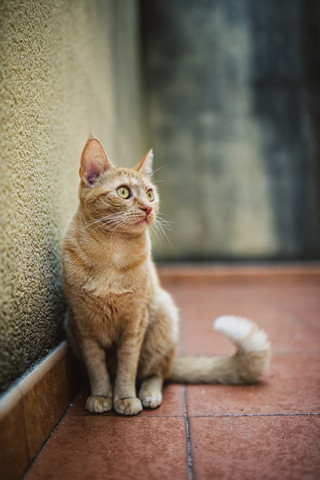 Katze sitzt auf einer Terrasse, lizenzfreies Stockfoto