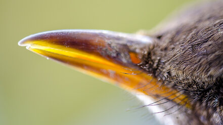 Schnabel einer Amsel, Nahaufnahme - MHF000381