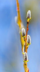 Weidenkätzchen, Salix, aufgehängt - MHF000383