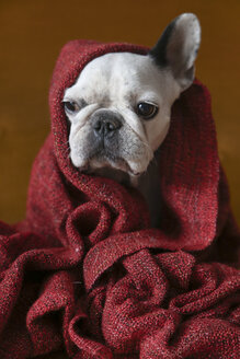 Porträt einer in eine rote Decke eingewickelten französischen Bulldogge - RTBF000028