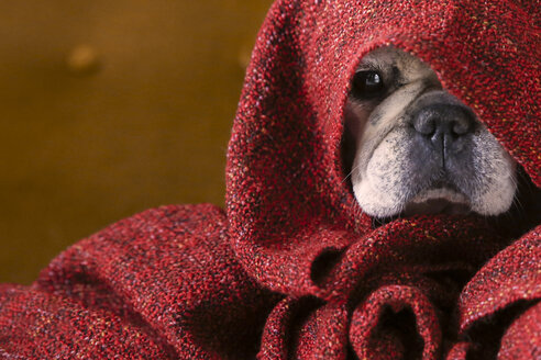 Französische Bulldogge in rote Decke eingewickelt - RTBF000030