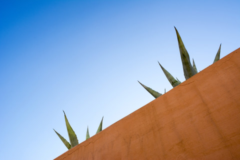 Cactus, blue sky and roof terrace stock photo