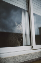 Getigerte Katze schaut durchs Fenster - RAEF000962