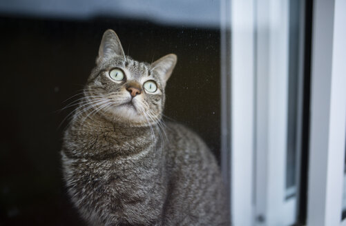 Porträt einer getigerten Katze, die durch eine Fensterscheibe schaut - RAEF000964