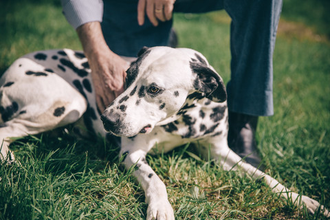 Ältere Männerhand streichelt dalmatinischen Hund, lizenzfreies Stockfoto