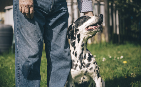 Ältere Männerhand streichelt dalmatinischen Hund, lizenzfreies Stockfoto