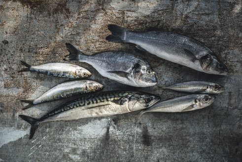 Roher Fisch, Seebrasse, Wolfsbarsch, Makrele und Sardinen - DEGF000771