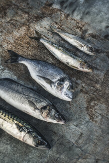 Roher Fisch, Seebrasse, Wolfsbarsch, Makrele und Sardinen - DEGF000772