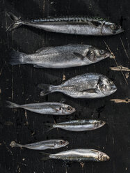 Roher Fisch, Seebrasse, Wolfsbarsch, Makrele und Sardinen - DEGF000775