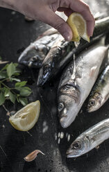 Roher Fisch: Seebrasse, Wolfsbarsch, Makrele und Sardinen, Zitrone auspressen - DEGF000776