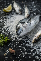Raw sea bream fish on salt - DEGF000779