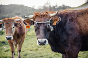 Spain, Asturias, Close up of brown cow, Bos primigenius taurus - DAPF000054