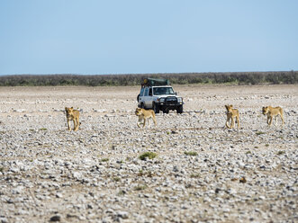 Namibia, Okaukuejo, Etoscha-Nationalpark, junge Löwinnen und Jeep - AM004815