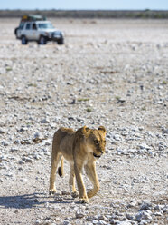Namibia, Okaukuejo, Etoscha-Nationalpark, junge Löwinnen und Jeep - AMF004816