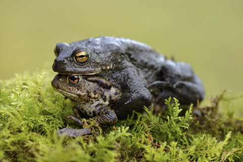 Zwei kopulierende Erdkröten, lizenzfreies Stockfoto